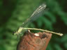 Coenagrion hastulatum - samica