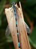 Coenagrion hastulatum - samec