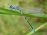 Coenagrion scitulum - samec