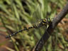 Cordulegaster boltoni - samec