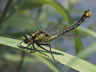 Gomphus vulgatissimus - samica