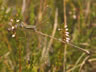 Lestes barbarus - samec