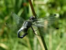 Leucorrhinia albifrons - samec