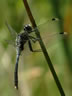 Leucorrhinia albifrons - samec