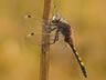 Leucorrhinia pectoralis - mladý samec