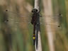 Leucorrhinia pectoralis - samec