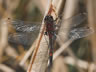 Leucorrhinia rubicunda - samec