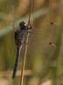 Leucorrhinia rubicunda - samec