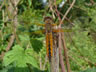 Libellula fulva - samica