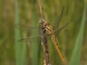 Orthetrum brunneum - samica