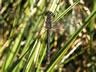 Sympetrum danae - samec