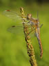 Sympetrum flaveolum - samica