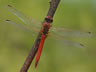 Sympetrum fonscolombii - samec