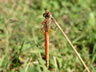 Sympetrum fonscolombii - samec