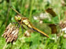 Sympetrum pedemontanum - samica