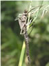 Calopteryx splendens - exúvium