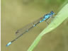 Coenagrion pulchellum - samec