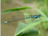 Coenagrion pulchellum - samec