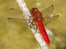 Crocothemis erythraea - samec