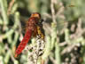 Crocothemis erythraea - samec