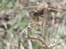 Crocothemis erythraea - samica