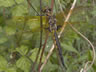 Epitheca bimaculata - samec