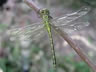 Gomphus flavipes - samec