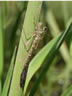 Lestes dryas - exúvium