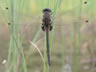 Leucorrhinia dubia - samec