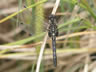 Leucorrhinia dubia - samica