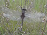 Leucorrhinia pectoralis - samec