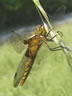 Libellula depressa - samica