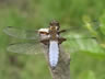 Libellula depressa - samec