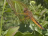 Libellula fulva - samica