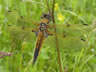 Libellula quadrimaculata