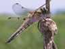 Libellula quadrimaculata - samec