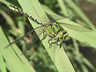 Ophiogomphus cecilia - samec