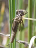 Pyrrhosoma nymphula - exúvium