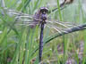 Somatochlora alpestris - samec