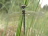 Somatochlora arctica - samec