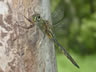 Somatochlora flavomaculata - samec