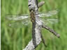 Somatochlora flavomaculata - samec