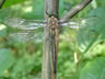 Somatochlora metallica - samec