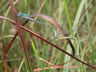 Lestes dryas - kladenie vajíčok