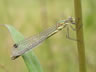 Lestes dryas - samica