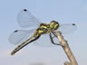 Sympetrum danae - samica