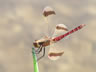 Sympetrum pedemontanum - samec