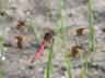 Sympetrum pedemontanum - samec