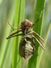 Sympetrum striolatum - exúvium