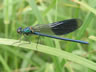 Calopteryx splendens - samec